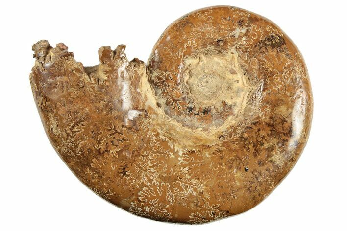 Jurassic Ammonite (Hemilytoceras) Fossil - Madagascar #226711